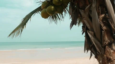Tropical beach with palm tree and coconuts, calm turquoise ocean, and Vidéo 282082348