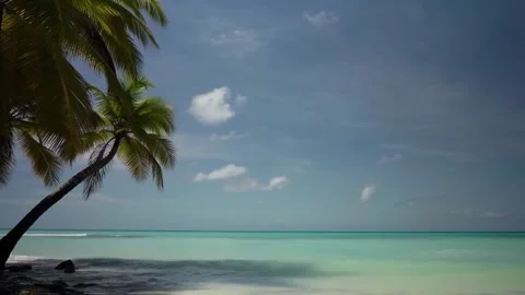 Tropical Beach with Palm Tree and Turquoise Ocean Stock Footage 288706202