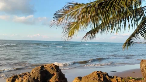 Tropical Beach with Palm Tree and Blue Ocean Waves at Golden Hour Stock Footage 340340213
