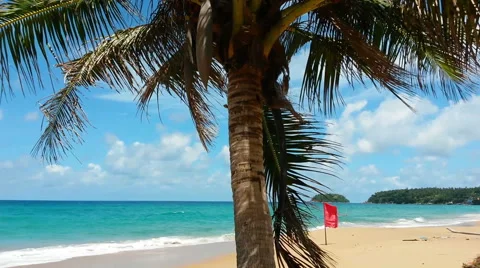 Tropical beach with palm tree Видео 53195414