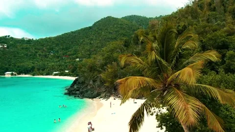 Tropical Beach Palm Tree Stock Footage 136671812