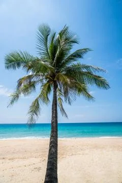 Tropical beach with palm tree Stock Photos