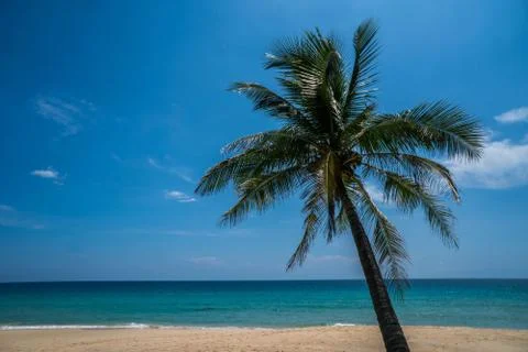 Tropical beach with palm tree Stock Photos