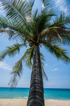 Tropical beach with palm tree Stock Photos