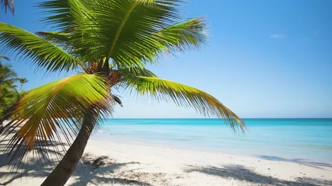 Tropical beach with palm tree of Similan Koh Miang island. Stock Footage 229700387