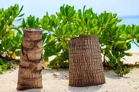 Tropical beach with palm tree stumps in sand 스톡 사진
