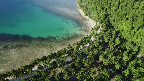 Tropical beach with palm trees and blue water Stock Footage 275524801