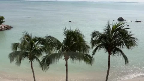 Tropical beach with palm trees and turquoise ocean water in Penang Stock Footage 337172460