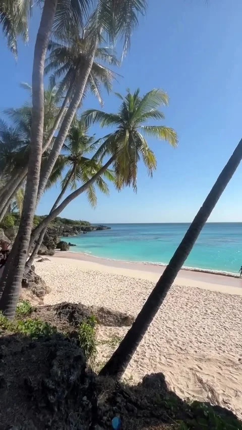 Tropical Beach with Palm Trees and Turquoise Water Stock-Footage 341319349