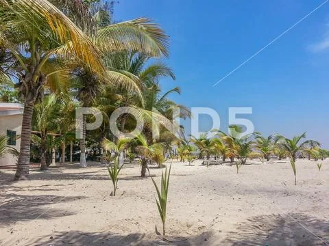 Tropical beach with palm trees in Angola Stock Photos