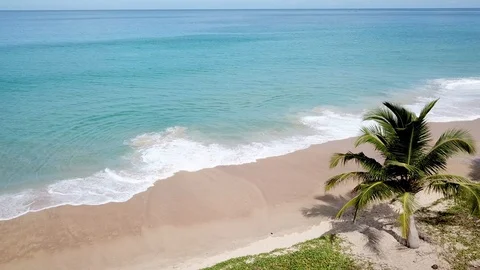Tropical beach with palm trees 库存影片 116798009