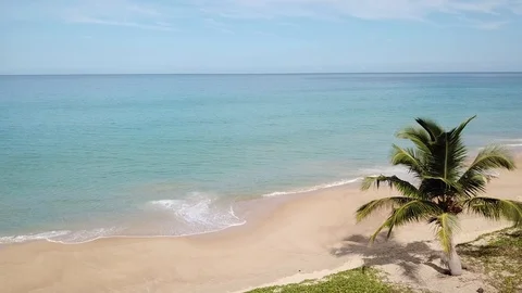 Tropical beach with palm trees 库存影片 116798019