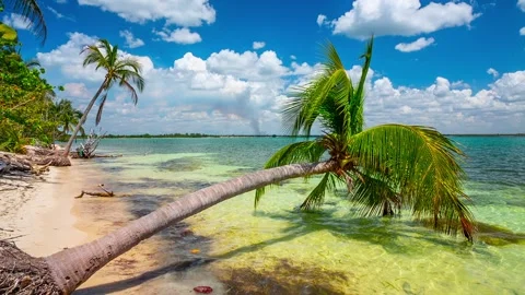 Tropical beach with palm trees Stock Footage 245436460