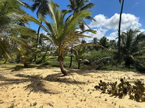 Tropical beach with palm trees Stock Photos