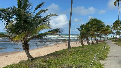 Tropical Beach with Palm Trees Stock Photos