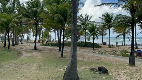 Tropical Beach with Palm Trees Stock Photos
