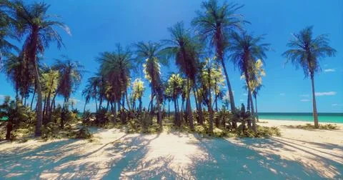 Tropical beach with palm trees under clear blue sky during daytime Stock Illustration