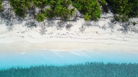 Tropical beach with palms and blue ocean in Maldives. Aerial top view Stock Footage 259571708