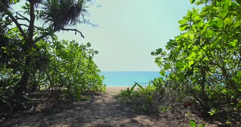 Tropical beach path through lush greenery, ocean horizon view, idyllic Stock-Footage 303795172