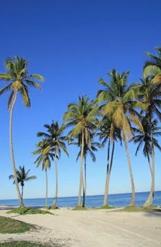 Tropical beach Stock Photos