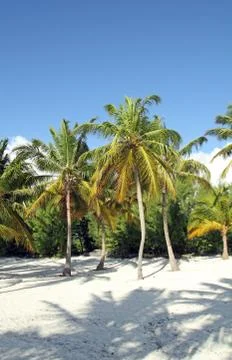 Tropical beach Stock Photos