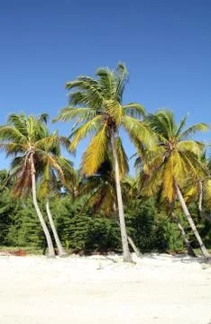 Tropical beach Stock Photos