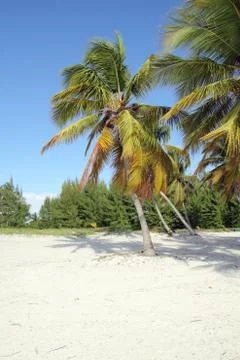Tropical beach Stock Photos
