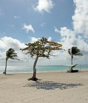 Tropical beach Stock Photos