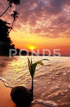 Tropical beach Stock Photos