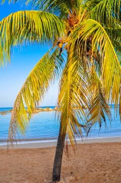 Tropical beach Stock Photos