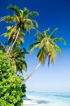 Tropical beach Stock Photos