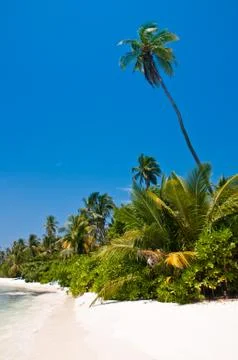 Tropical beach Stock Photos