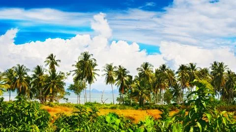 Tropical beach Stock Photos
