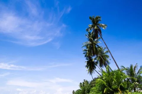 Tropical beach Stock Photos