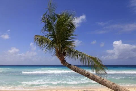 Tropical beach Stock Photos