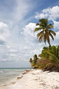 Tropical Beach Stock Photos