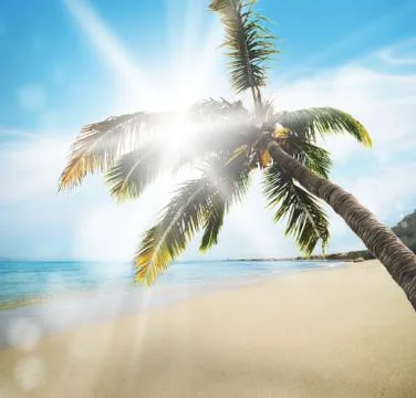 Tropical beach Stock Photos