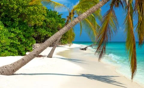Tropical Beach Stock Photos