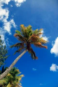 Tropical beach Stock Photos