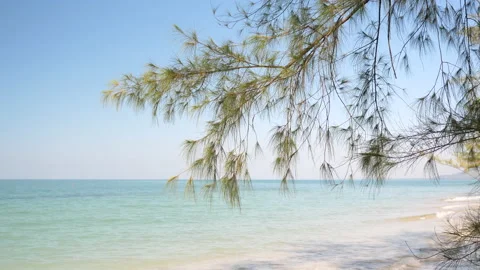 A tropical beach with pine trees by the shore. Stock Footage 134090712