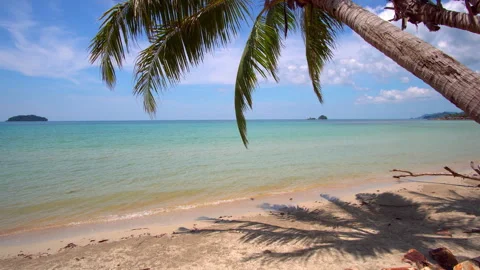 Tropical beach scene featuring a palm tree, soft sand, and ocean background Video stock 290156732