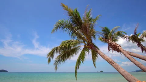 Tropical beach scene featuring a palm tree, soft sand, and ocean background Stock Footage 290156762