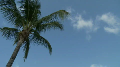 Tropical Beach scene Stock Footage 845028
