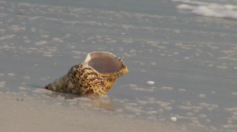 Tropical Beach scene Video stock 845124