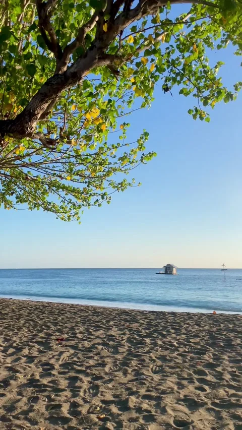 Tropical beach scene with green tree framing and calm ocean waves in Bali Video stock 343511761