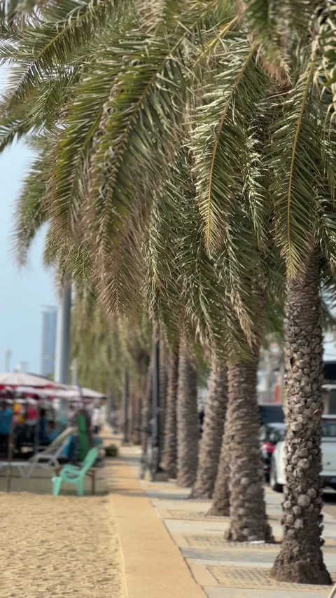 Tropical beach scene showing a long row of palm trees lining the promenade Stock Footage 346245916