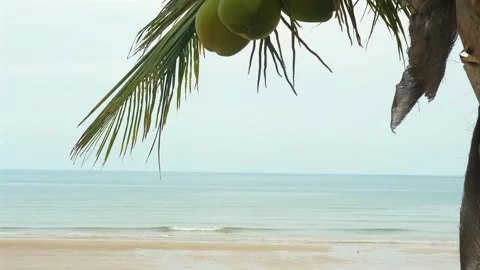 Tropical beach with serene ocean waves, sandy shore, and hanging Video stock 286247028