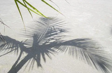 Tropical beach with shadow palm trees Foto stock