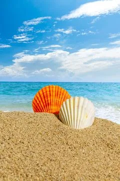 Tropical beach with shell on sand,summer holiday background. Stock Photos