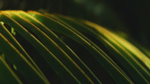 Tropical, Beach, Summer, Vacation Stock Footage 305170465